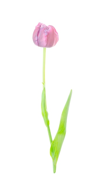 Isolierte rosa Tulpe