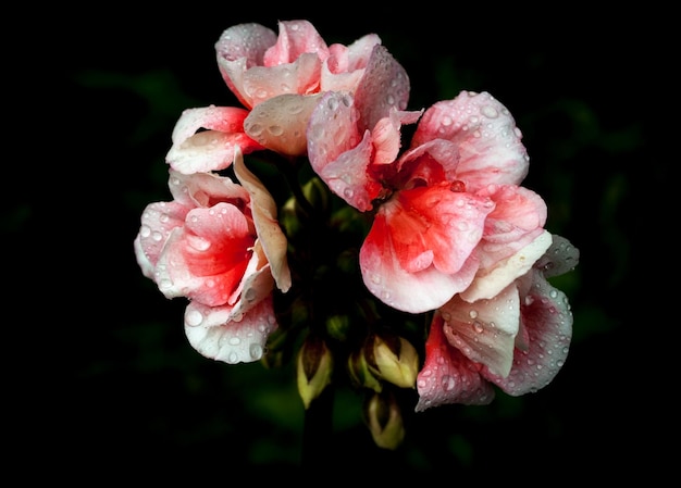 Isolierte rosa und weiße Geranien auf dunklem Hintergrund