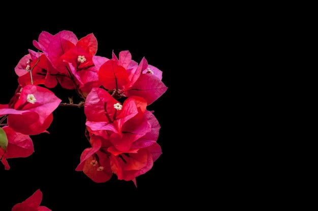 Isolierte rote Bougainvillea-Blume