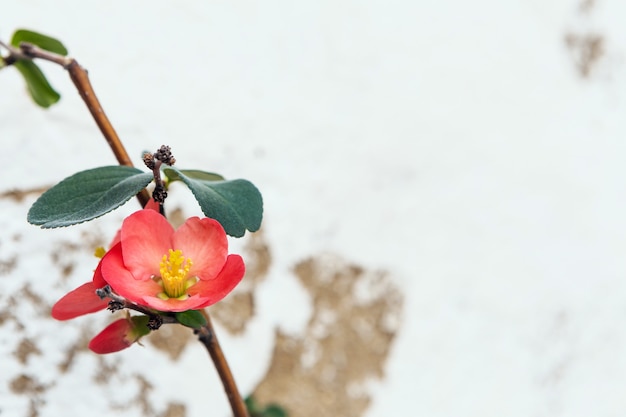 Isolierte schöne rosa Blume eines japanischen Quittenbaums, der während des Frühlings mit Weiß blüht