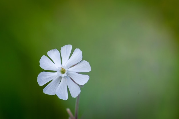 Isolierte weiße kleine Blume