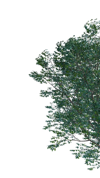 Isolierter Baum auf durchsichtigem Hintergrund Ein einziger Baum auf weißem Hintergrund
