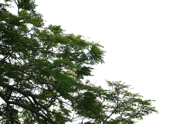 Isolierter Baum auf weißem Hintergrund