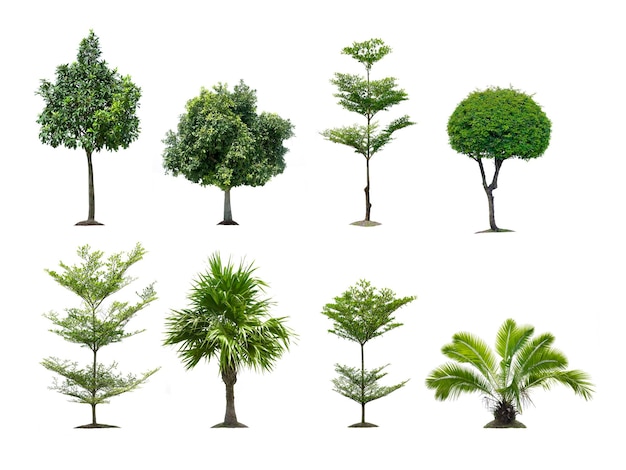 Isolierter Baum auf weißem Hintergrund