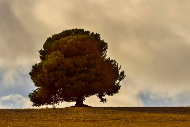 Isolierter Baum in der Dehesa der östlichen Berge von Granada