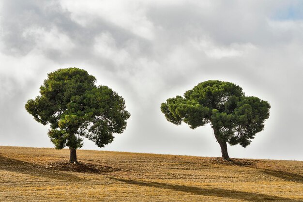 Isolierter Baum in der Dehesa der östlichen Berge von Granada