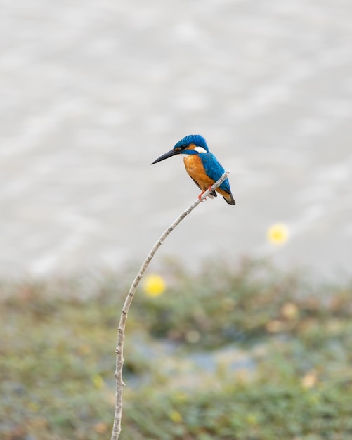 Isolierter Eisvogelbarsch auf einem Stock am Ufer eines Sees. Niedlicher kleiner Jäger, der auf einen Fisch wartet