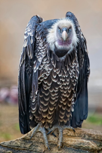 Isolierter Geier, Bussard, der dich ansieht