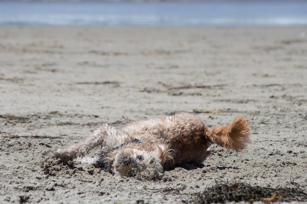 Isolierter Hund, der im Sand am Hundestrand spazieren geht