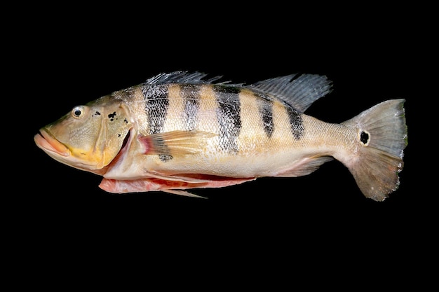 Isolierter tropischer Tucunaré-Fisch (Cichla ocellaris). Amazonas-Süßwasserfische in Nahaufnahme.