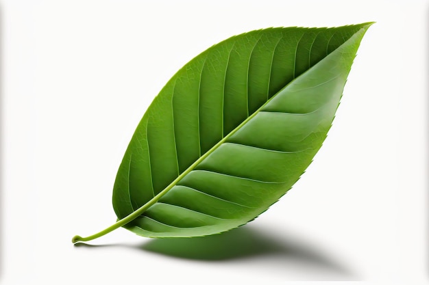 Isoliertes Blatt des grünen Tees auf einem weißen Hintergrund
