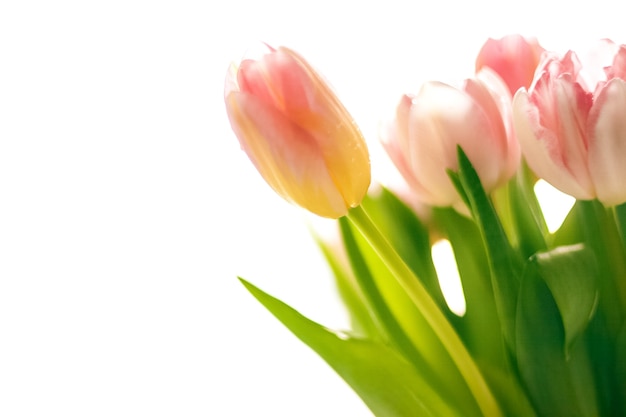 Isoliertes Foto von frischen unscharfen rosa Tulpen