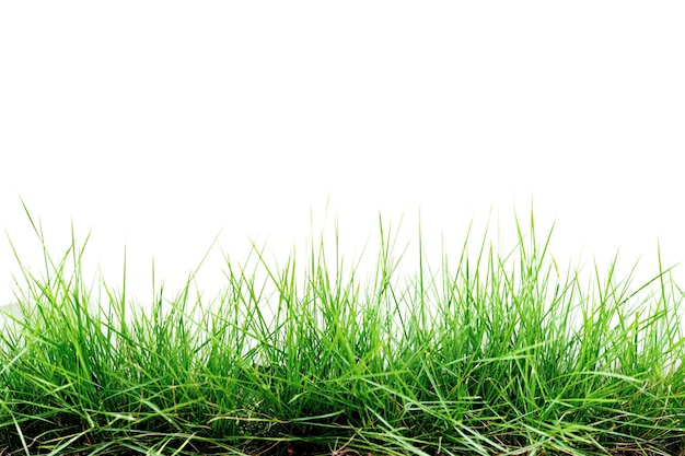Isoliertes Gras auf weißem Hintergrund