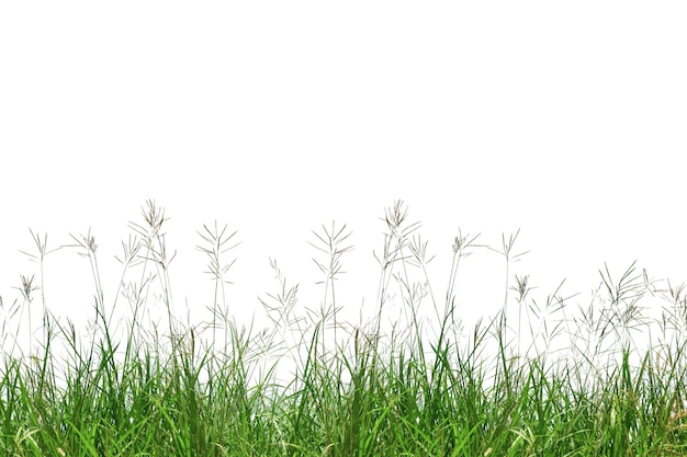 Isoliertes Gras auf weißem Hintergrund