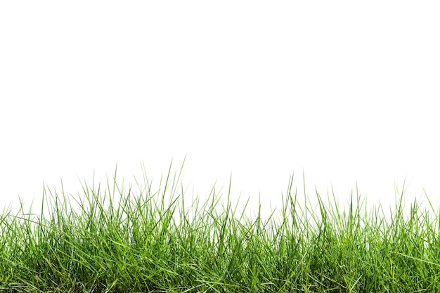 Isoliertes Gras auf weißem Hintergrund