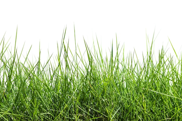 Isoliertes Gras auf weißem Hintergrund