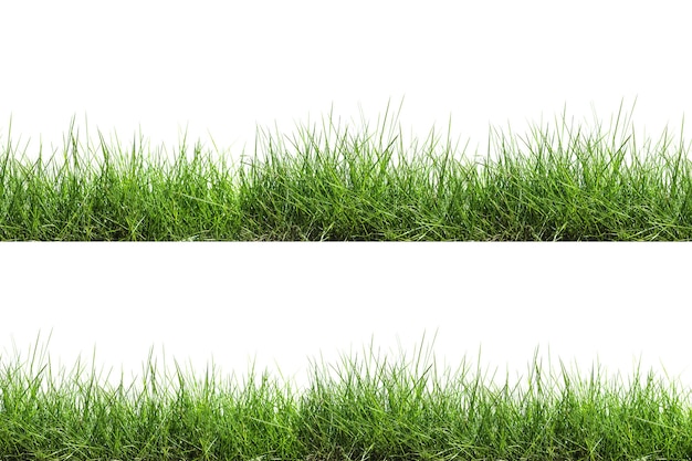 Isoliertes Gras auf weißem Hintergrund