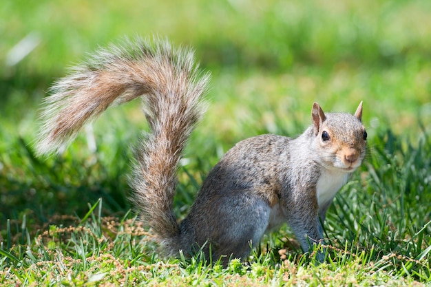 Isoliertes graues Eichhörnchen, das dich ansieht