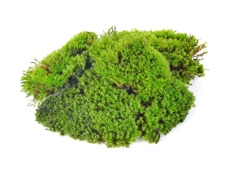 Isoliertes grünes Moos