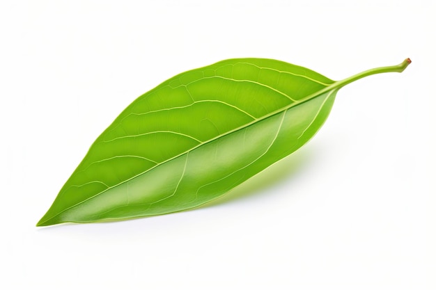 Isoliertes grünes Teeblatt auf weißem Hintergrund