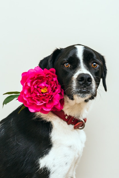 Isoliertes Porträt eines schönen Schwarzweiss-Hundes, der eine rosa Blume im Studio mit weißem Hintergrund trägt