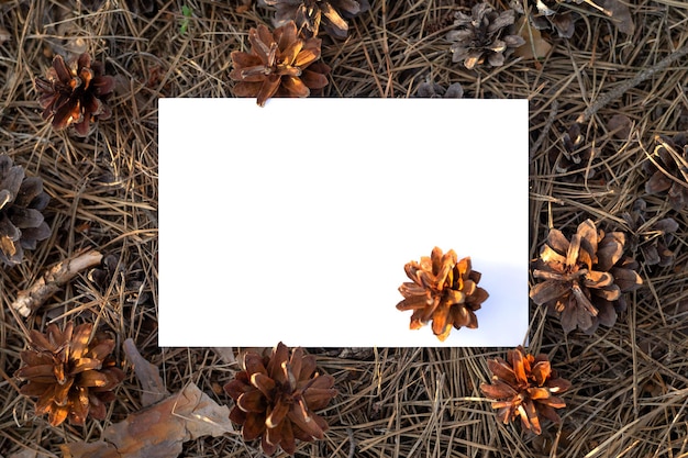 Foto isoliertes weißes papier aus kiefernholz mock-up eines weißen papiers mit zapfen herum