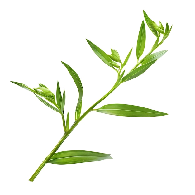 Isoliertes Wüsten-Snapdragon-Blatt mit lansenförmiger Blattform und Gree auf sauberem Hintergrund Clipart