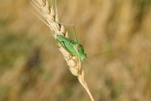 Isophia Grasshopper es una isofía en un espikelete de trigo Isophya