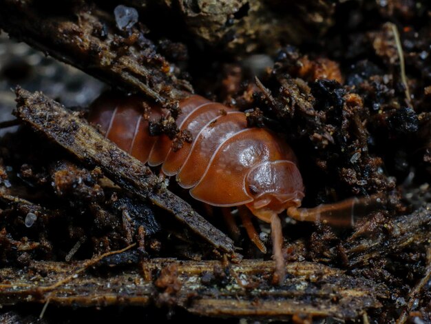 Isopode in der Natur Insektenwanze Muschel