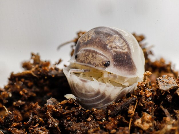 Foto isopode in der natur insektenwanze muschel