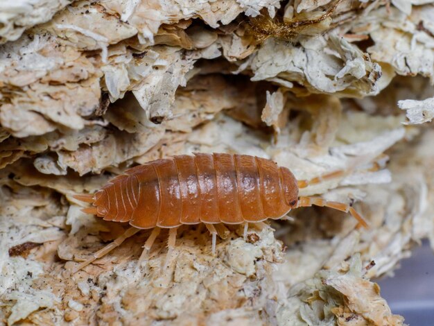 Foto isópodo en la naturaleza insecto bivalvo