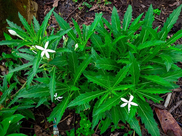 Isotoma Longiflora o planta de hierbas Ki Tolod