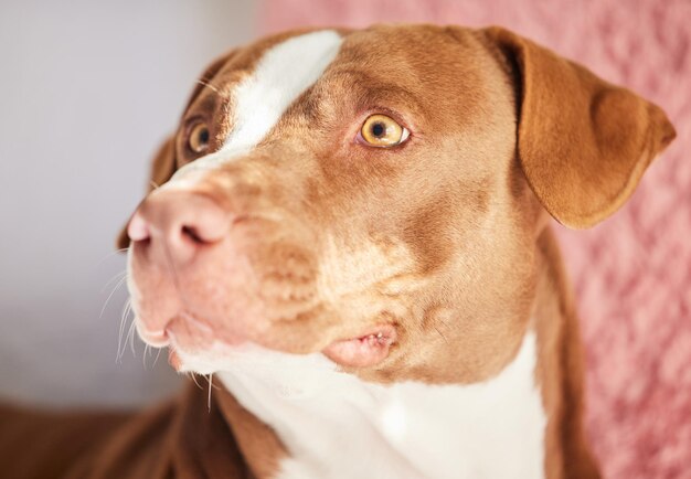 Ist das Hühnchen Nahaufnahme eines entzückenden Hundes, der sich zu Hause entspannt