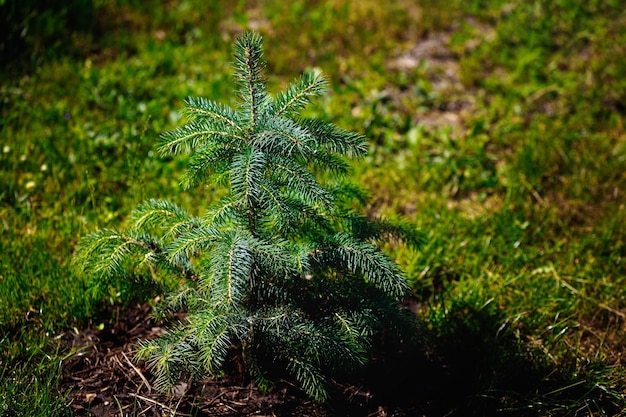 It39s ein Baum der jungen Fichte im Wald auf dem Rasen Natürlicher Lebensraum Wiederbelebung der Bäume und Schutz der Ökologie