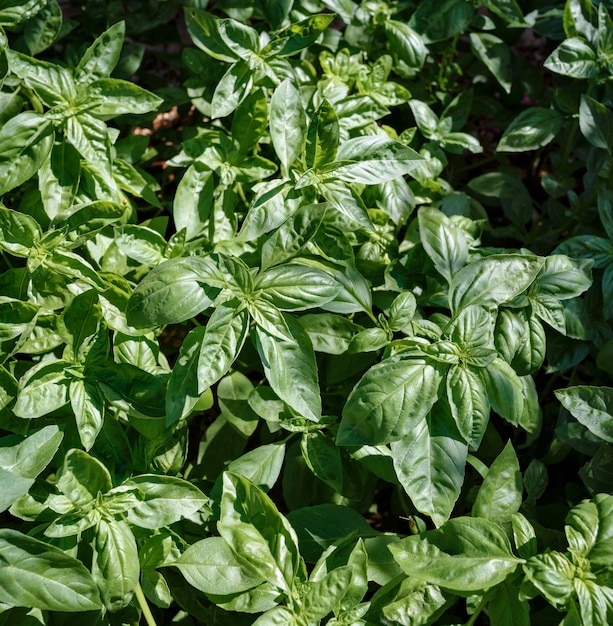 Italia, campo, plantas de albahaca en un jardín.