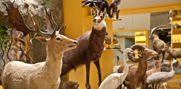 Italia, interior de un museo de ciencia y naturaleza muy antiguo