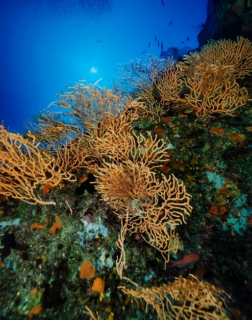 Foto italia, isla de ponza, mar tirreno, fotografía uw, buceo de pared, gorgonias amarillas (escaneado de película)