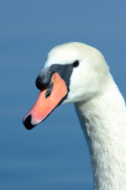 Itália Lago Bracciano Roma cisne