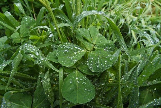 Italia, Lazio, campo, gotas de lluvia sobre hojas de hierba