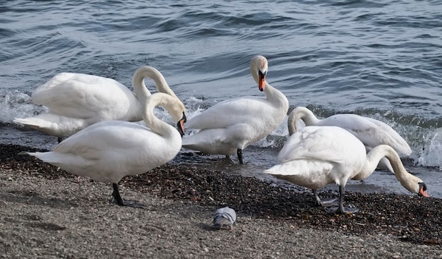 Itália, Lazio, lago Bracciano (Roma), pombos e cisnes à beira do lago