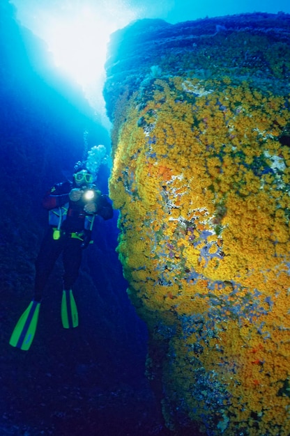 Foto italia, mar mediterráneo, foto uw, isla ponza; corales blandos amarillos en una pared rocosa y un buzo (exploración de película)