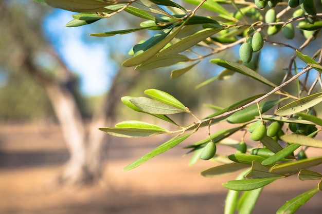 Italia, región de Puglia. Detalle de olivo centenario.