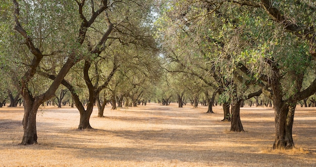 Italia, región de Puglia, sur del país. Plantación tradicional de olivos.