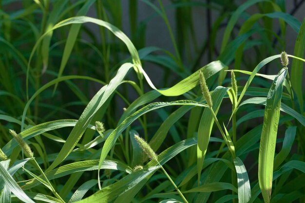 italia, sicilia, campo, briznas de hierba, en, un, jardín