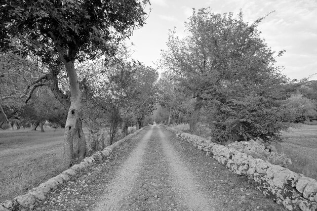 Foto italia, sicilia, campo, carretera de campo y olivos