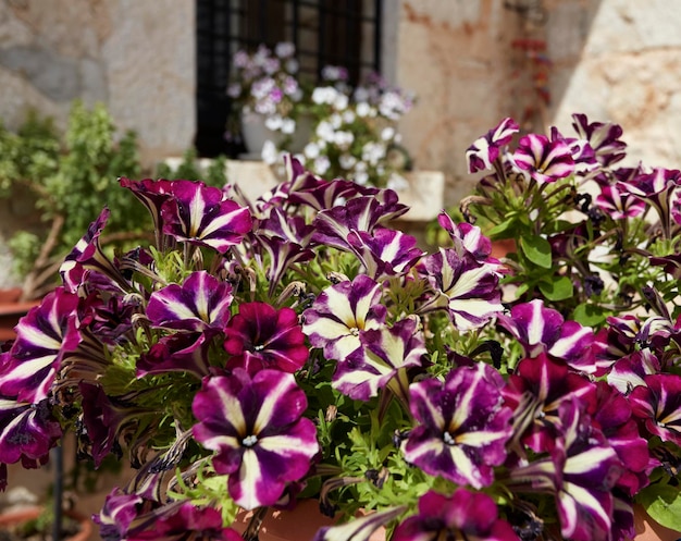 Itália, Sicília, campo, flores em um jardim