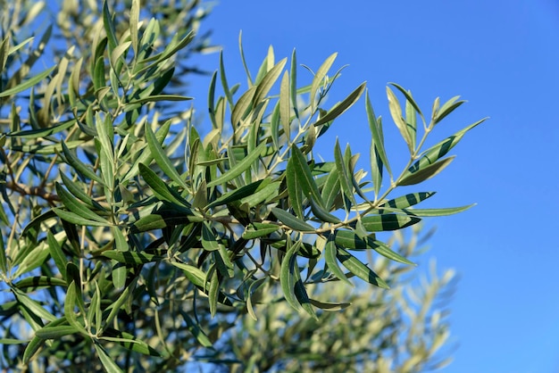 italia, sicilia, campo, olivos, en, un, jardín