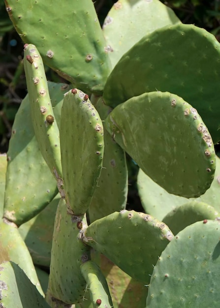 Itália, Sicília, campo, peras espinhosas em um jardim