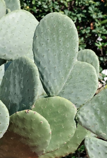 italia, sicilia, campo, tunas