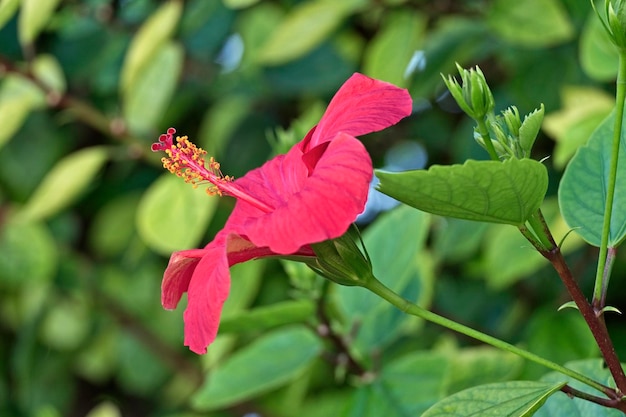 Itália, Sicília, flor de hibisco num jardim